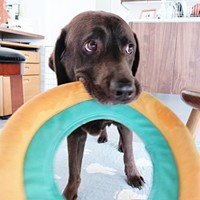 きょとん顔が愛らしいコナくん（画像提供：ラブラドールのコナまる子さん）