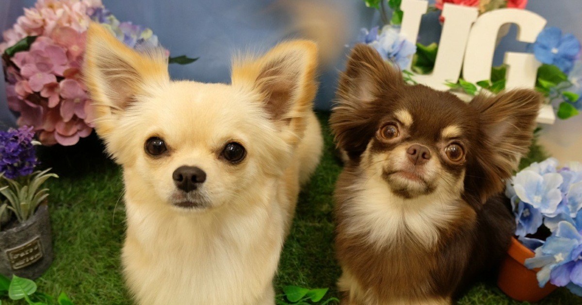 叱ると嫌われるかもと不安だった 底なしの体力をもつチワワと信頼関係が生まれる 犬 猫との幸せな暮らしのためのペット情報サイト Sippo 叱ると嫌われるかもと不安だった 底なしの体力をもつチワワと信頼関係が生まれる 犬 猫との幸せな暮らしのためのペット情報サイト Sippo