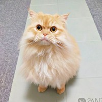 飼い主さんの顔を見上げるみつきさん（画像提供：みつきさん）