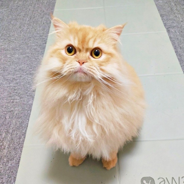 飼い主さんの顔を見上げるみつきさん（画像提供：みつきさん）