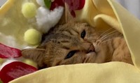 ねむねむ・・・・眠りに落ちて行く