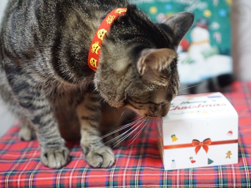 猫用ケーキで「メリークリスマス」  犬・猫との幸せな暮らしのための 