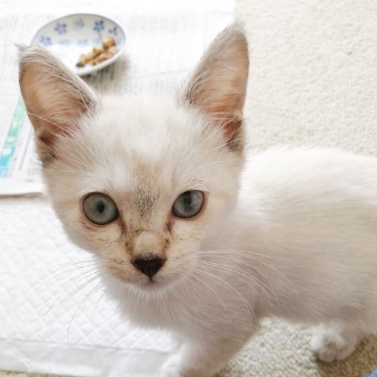 子猫時代、どことなくはかない感じがした