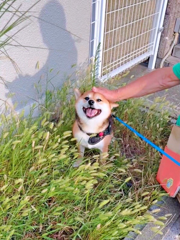 じいじに頭を撫でられてにっこり笑顔のななちゃん（画像提供：しばいぬお迎えした主婦さん）