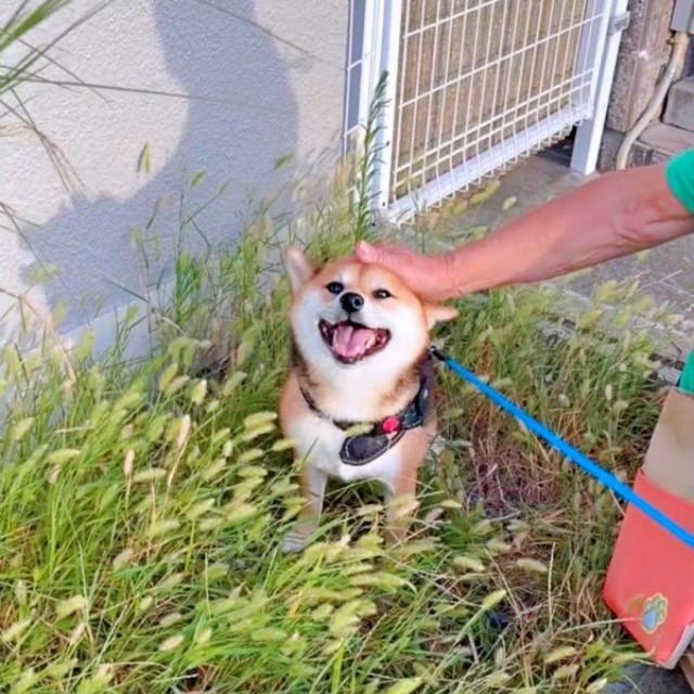 じいじに頭を撫でられてにっこり笑顔のななちゃん（画像提供：しばいぬお迎えした主婦さん）