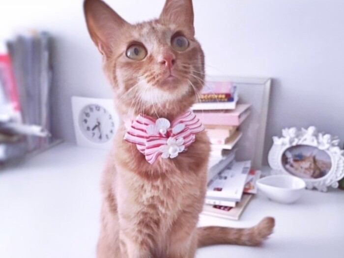 家にきたころの「ベベラ」