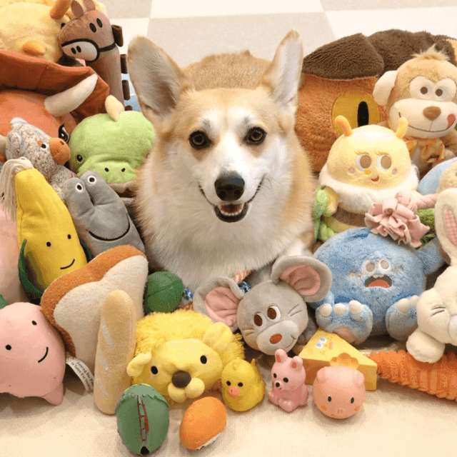 （飼い主さん提供）