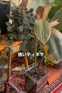 葉が生気を取り戻したようです（提供:さくまる 観葉植物再生プロジェクト）