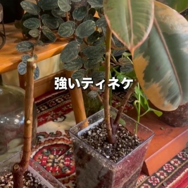 葉が生気を取り戻したようです（提供:さくまる 観葉植物再生プロジェクト）
