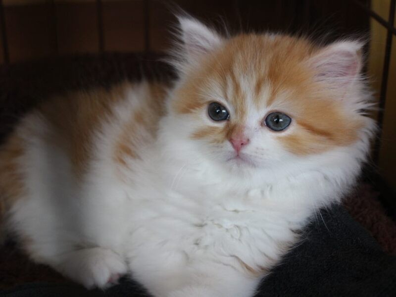 家にきたころの「シャロン」