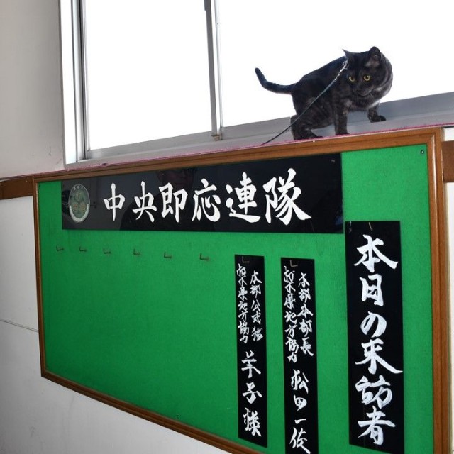 陸上自衛隊宇都宮駐屯地の中央即応連隊を表敬する羊子ちゃん／自衛隊栃木地方協力本部 公式X（@tochigi_pco）