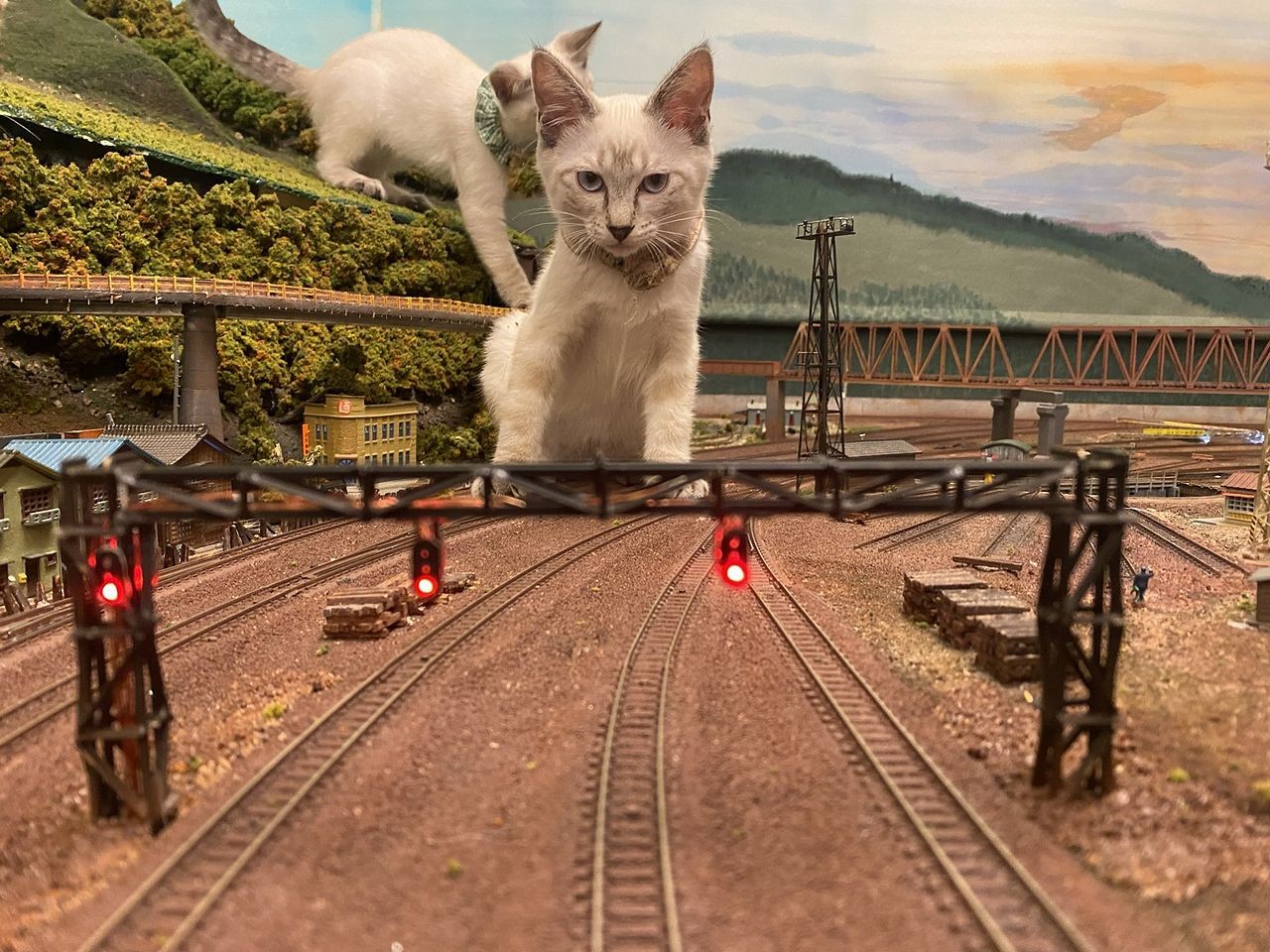 小さな世界の平穏を脅かす、あらたな“巨大猫”が出現か？ 話題の