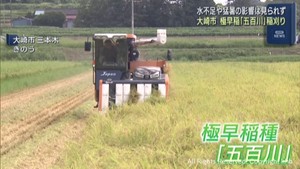 米の極早稲種　五百川の稲刈り　ひとめぼれなどより３週間早く収穫　宮城・大崎市