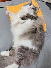 枕の上に敷いたタオルの上でゴロンと寝そべる直哉くん（画像提供：直哉さん）