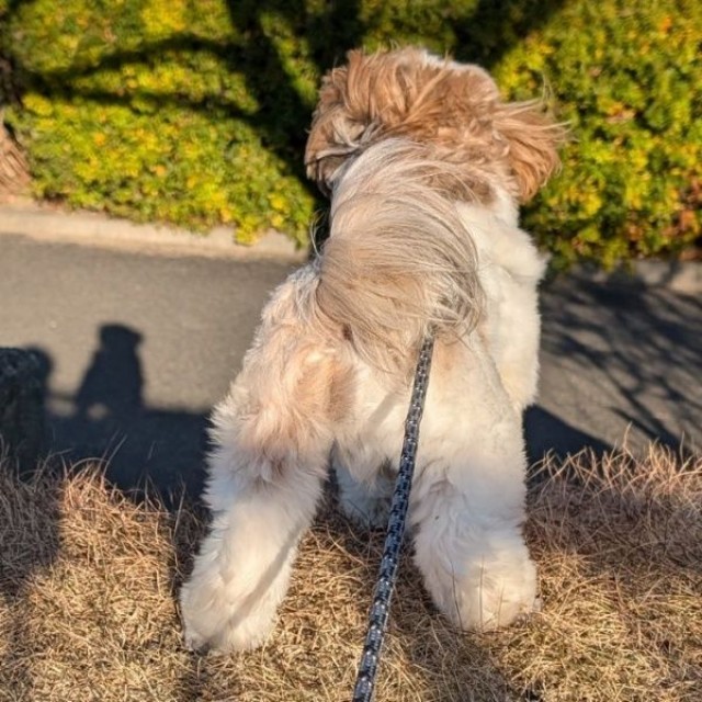 「あ！ わんちゃん？」 立ち上がったものの自分の影だったズシくん（画像提供：シーズーのズシさん）