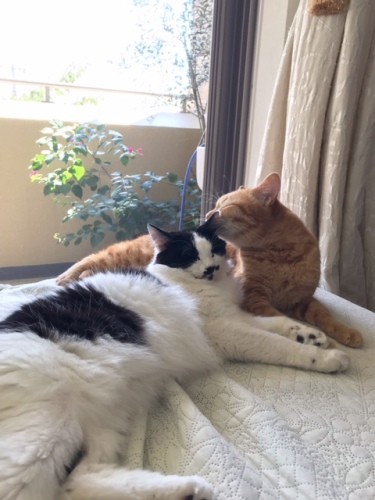 窓辺でもぴたっ（まりさん提供）