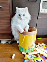 つみきの入った箱が気になるつくしちゃん（画像提供：あるくきくらげさん）