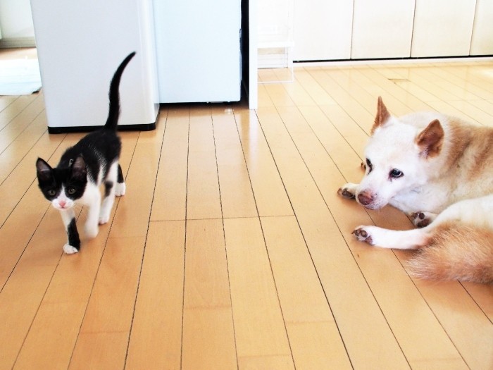 敦子さん宅には、預かりからそのまま家の犬にしたアニーちゃん（18歳）がいる