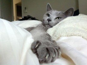 最初の猫の介護から学んだこと　楽しさを上回った悲しみ