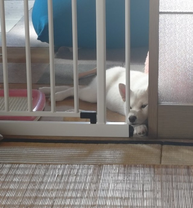 予防接種前で先住犬ちゃんと遊べず不貞腐れるこめこちゃん【提供：白柴米粉（こめこ）さん】