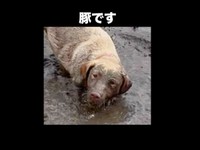 2つのお鼻がくっきり！ 犬→豚さんのようになったモゼちゃん（画像提供：モゼ／ラブラドール／わんこの似顔絵さん）