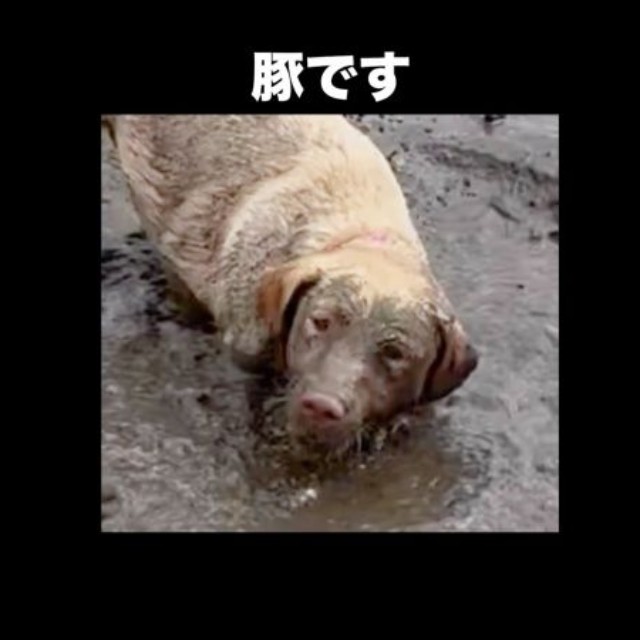 2つのお鼻がくっきり！ 犬→豚さんのようになったモゼちゃん（画像提供：モゼ／ラブラドール／わんこの似顔絵さん）