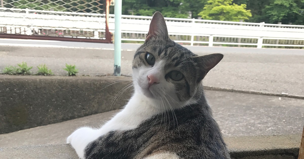 優しい猫「フク」、階段から何を眺めているの？ 犬・猫との幸せな暮らしのためのペット情報サイト「sippo」