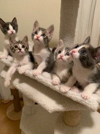 おもちゃを目で追う＝ブーマーとミアさん（@BoomerAndMia）提供