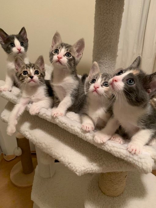 おもちゃを目で追う＝ブーマーとミアさん（@BoomerAndMia）提供