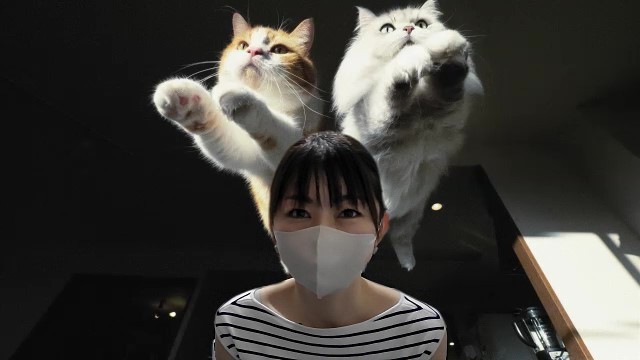 猫の 一生懸命 に胸キュン レンズ越しの表情に魅了された写真家 ほ とせなnews