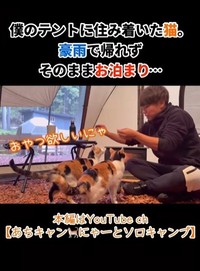 豪雨で猫たちは帰れず…そのままテントでお泊り（「あちにゃ〜」さん提供、Instagramよりキャプチャ撮影）