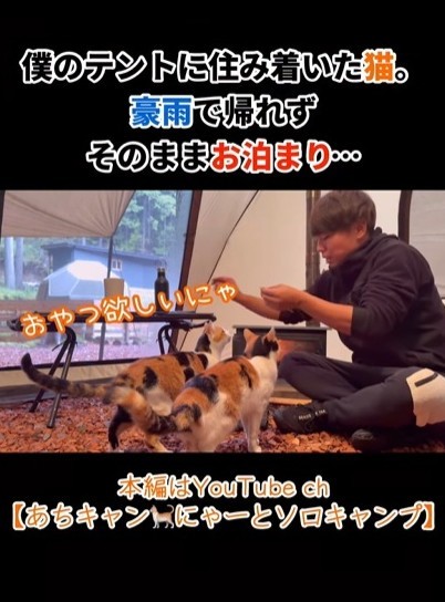 豪雨で猫たちは帰れず…そのままテントでお泊り（「あちにゃ〜」さん提供、Instagramよりキャプチャ撮影）