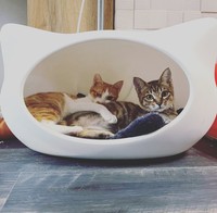 いないと思ったら2匹仲良く猫ハウスの中に＝親兵衛（しんべえ）さん（@shin_bei22）提供