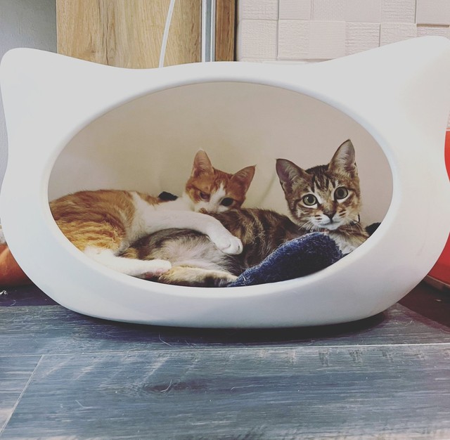 いないと思ったら2匹仲良く猫ハウスの中に＝親兵衛（しんべえ）さん（@shin_bei22）提供