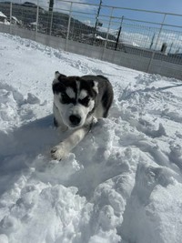 雪の中を突き進むレアちゃん（提供：LANI♡LEA🐺さん）