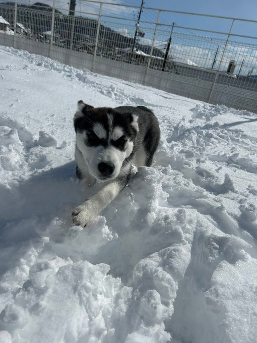 雪の中を突き進むレアちゃん（提供：LANI♡LEA🐺さん）