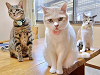 仲良く過ごす（左から）五平ちゃん、チョムスケくん、はなこちゃん（画像提供：あんしゃろちょむさん）