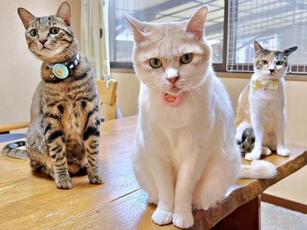 仲良く過ごす（左から）五平ちゃん、チョムスケくん、はなこちゃん（画像提供：あんしゃろちょむさん）