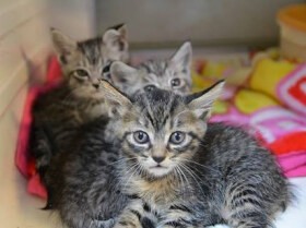 子猫の譲渡先を探すなんて無理？　やってみると助かる命がある