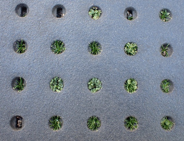 まさに草のマンション！（瀬尾一樹さん提供）