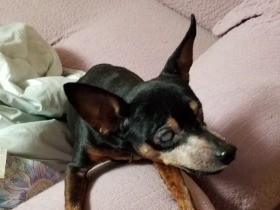 左眼もほぼ見えなくなった愛犬ココ　まだ光に反応すると信じて