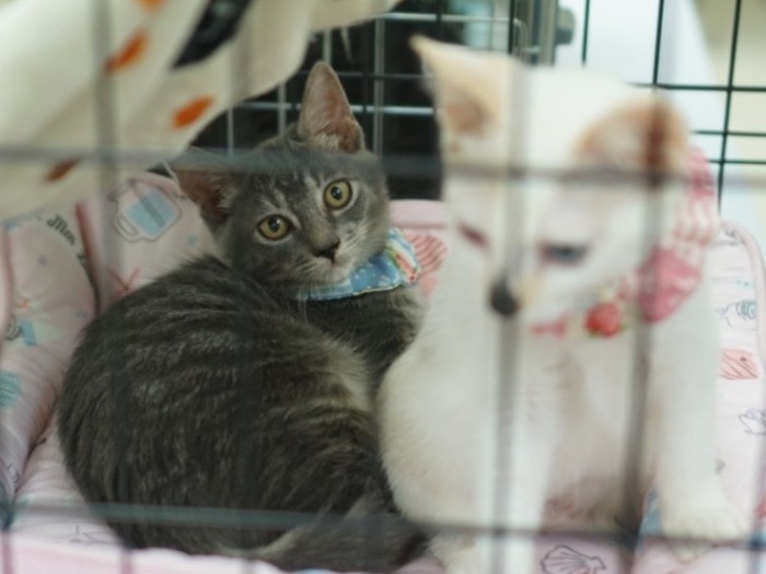 ケージ越しに目が合ったとたん、きゅーんとなったんだって