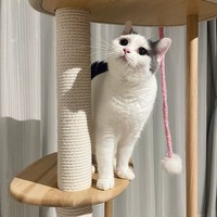 さあ！遊ぶわよ！＝立ち耳スコのフクさん（@fukuneko_47）提供