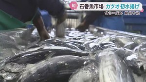 生鮮カツオ初水揚げ　宮城・石巻魚市場　記録的不漁の前季より２週間早い