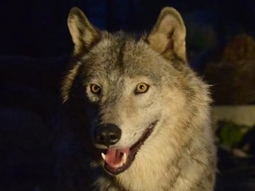 夏休み　夜の動物園イベントがおすすめ