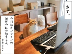 マブい娘いるかな　昭和語を使う愛猫ぐっぴーおじさんもオンライン譲渡会に参加！？