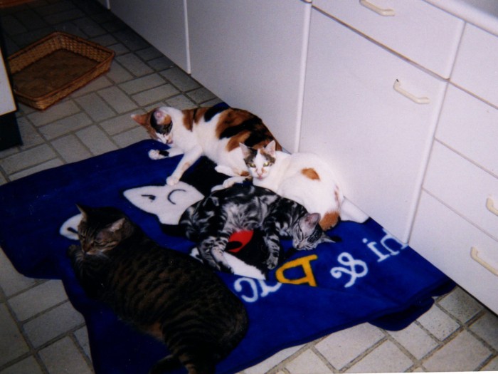 ミケ子たちの真ん中で幸せそうなセナ