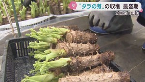 春の味覚　タラの芽の収穫が盛ん　宮城・大崎市