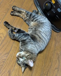 ゴロンと寝そべる葉月くん（画像提供：さくらさん）