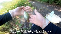 テトラから姿を見せたブルーギル／埼玉ママチャリ小物釣りさん（@saitamakomonotsuri）提供